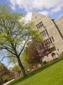 Devlin in Springtime!