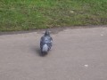This pigeon wanted my ice cream