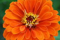 Highlight for Album: Flora and Fauna