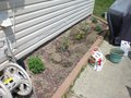 Highlight for Album: Memorial Weekend Gardening 5.29.10