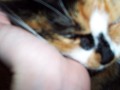 Moments before she feasts on my hand