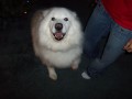 Doobie gets excited