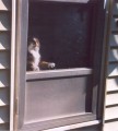 Mia begs to be let out