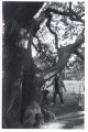 Graveyard tree.